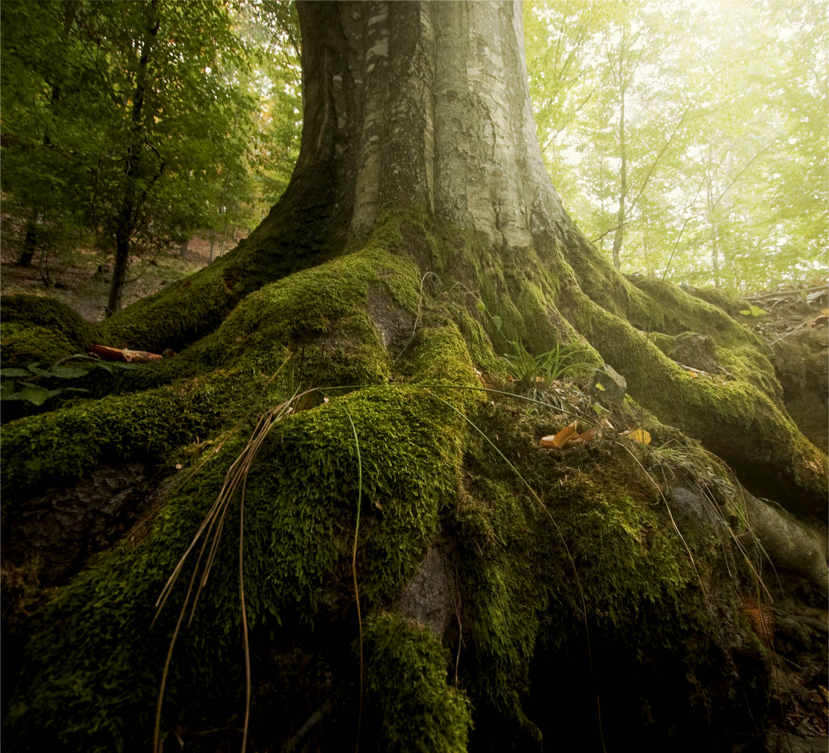 Green Leaf Tree Service Tree Services 139 James Comeaux Rd Lafayette La Phone Number Yelp