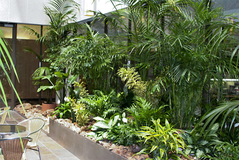 Airport atrium plants - Greenleaf Interior Plant Solutions