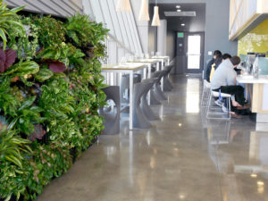 green wall, living wall, live wall