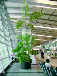 plants at the airport