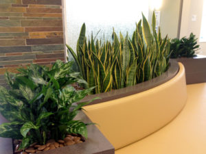 plants in lobby