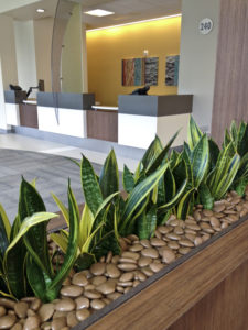 plants in lobby