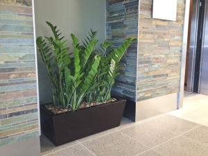 plants in lobby