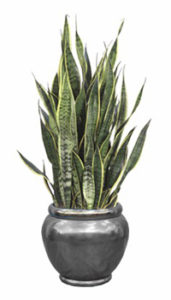 Snake Plant