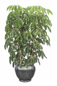 schefflera amate