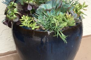 succulents-UCSD HR - Complete Succulent pot