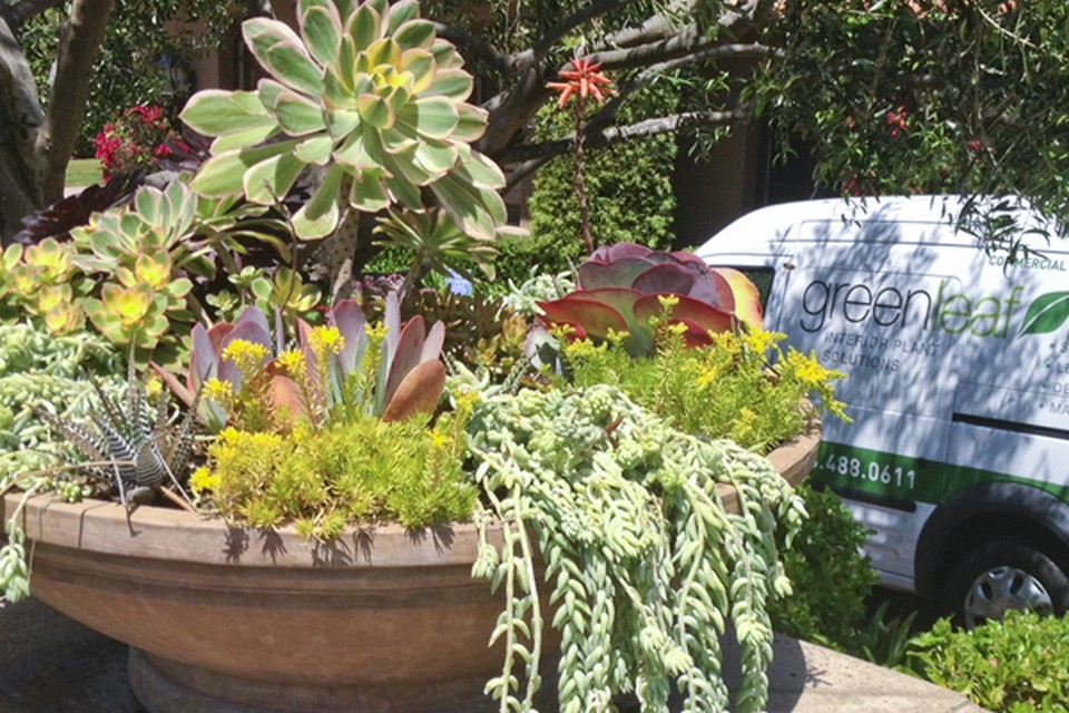 Succulents in San Diego, Plant Service in San Diego