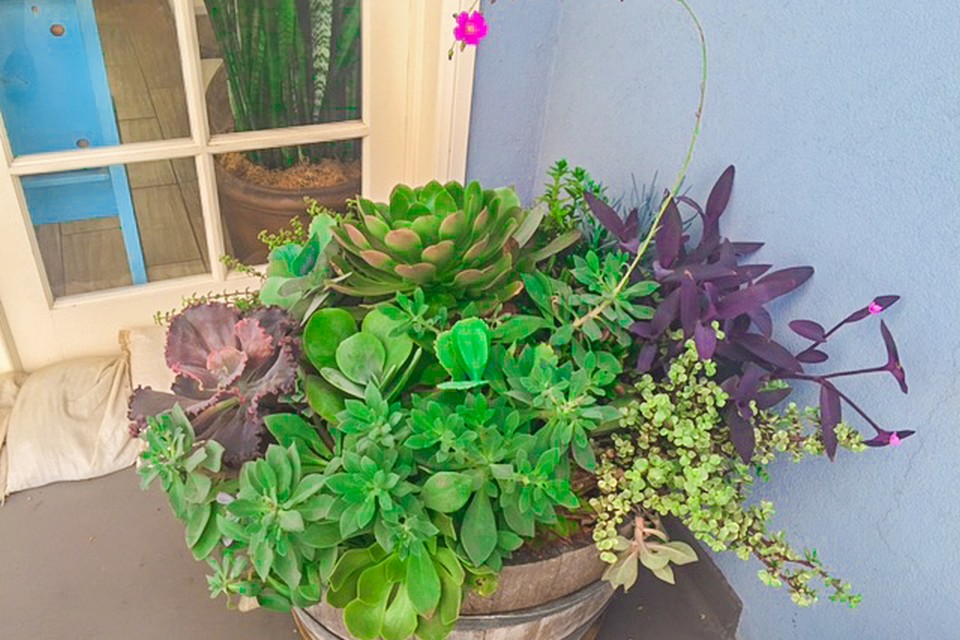 Succulents in San Diego, Plant Service in San Diego