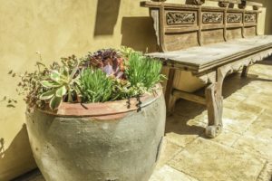 Succulents in San Diego, Plant Service in San Diego