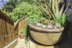 Succulents in San Diego, Plant Service in San Diego