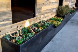 Succulents in San Diego, Plant Service in San Diego