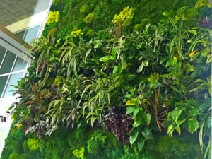 moss wall, living wall, live wall, green wall, plant wall, vertical garden
