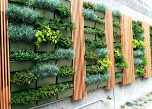 Herb Wall in San Diego