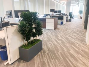 Why do you need plants in your office and home in San Diego?