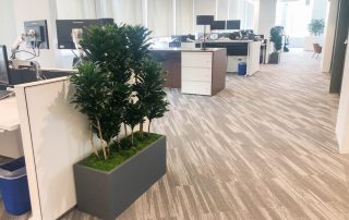 Why do you need plants in your office and home in San Diego?