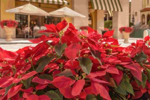 Decorating Your Office Space with Holiday Plants