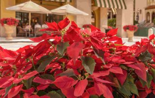 Decorating Your Office Space with Holiday Plants