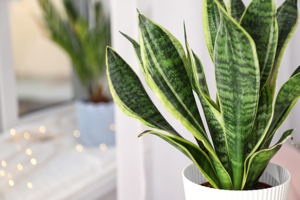 The Best Plants to Make Your Restaurant More Attractive