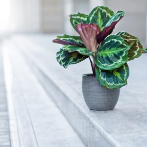 Plants That Will Make Your Restaurant More Pleasant for Customers