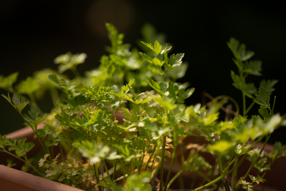 Plants That Will Make Your Restaurant More Pleasant for Customers