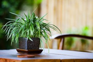 Plants That Will Make Your Restaurant More Pleasant for Customers