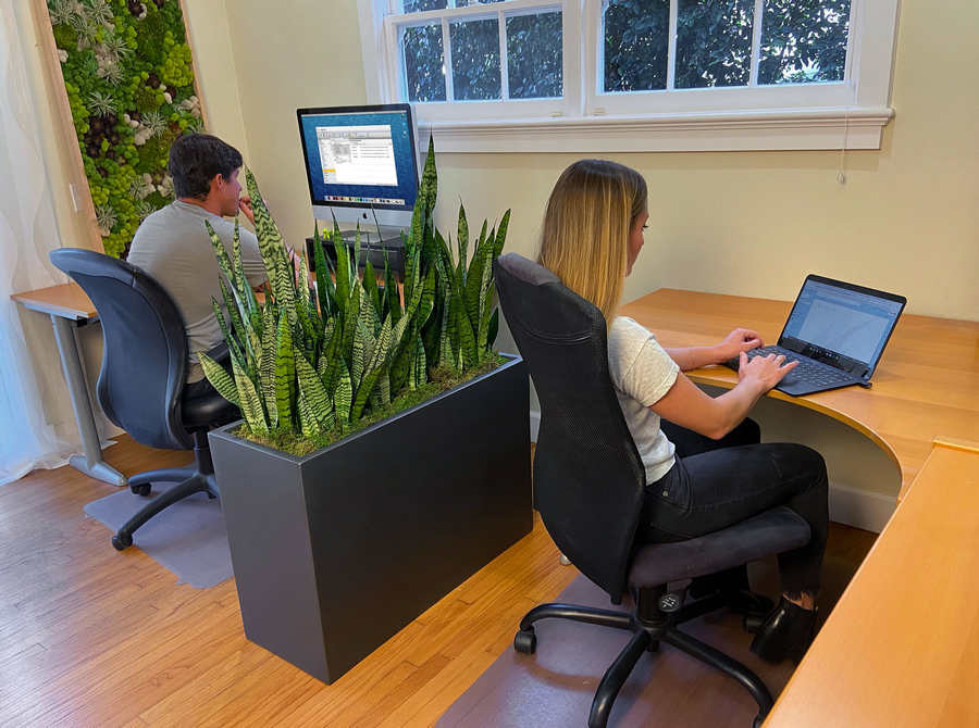 Plants in Home Office