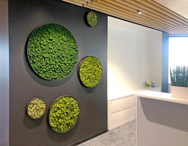 Moss Cladding Preserved Moss Walls - Greenleaf Interior Plant Solutions