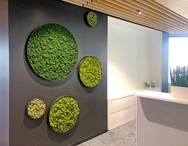 Preserved Moss Walls Greenleaf Interior Plant Solutions
