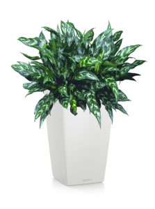 greenleaf_low light_aglaonema