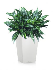 greenleaf_low light_aglaonema