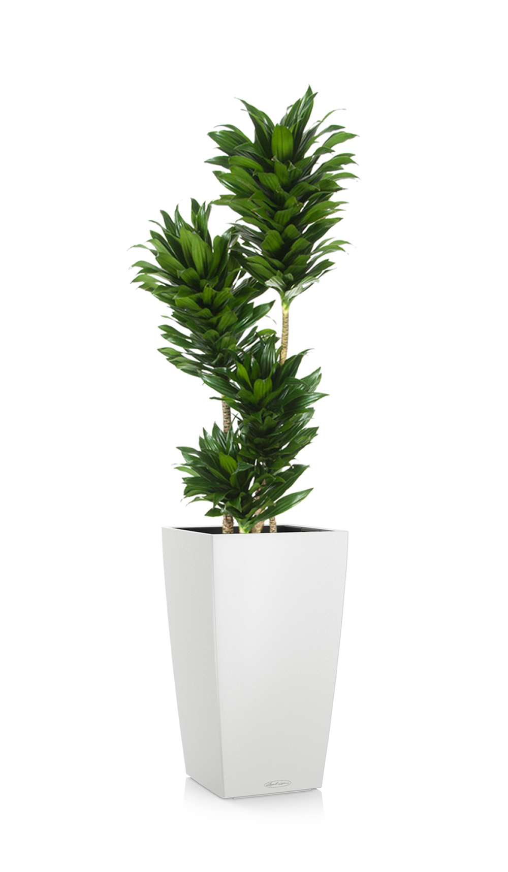 greenleaf_low light_dracaena compacta