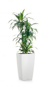 greenleaf_low light_dracaena lisa cane