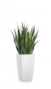 greenleaf_low light_sansevieria blackcoral