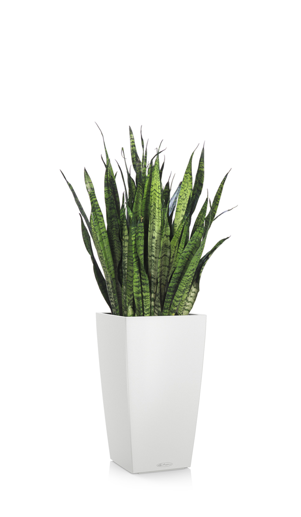 greenleaf_low light_sansevieria blackcoral