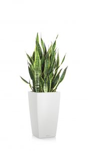 greenleaf_low light_sansevieria blackgold