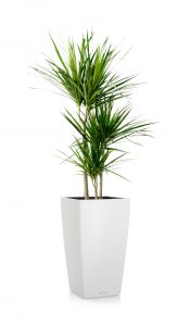 greenleaf_medhigh light_dracaena marginata