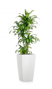 greenleaf_medhigh light_dracaena massangeana