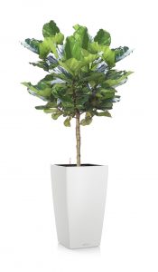 greenleaf_medhigh light_ficus lyrata