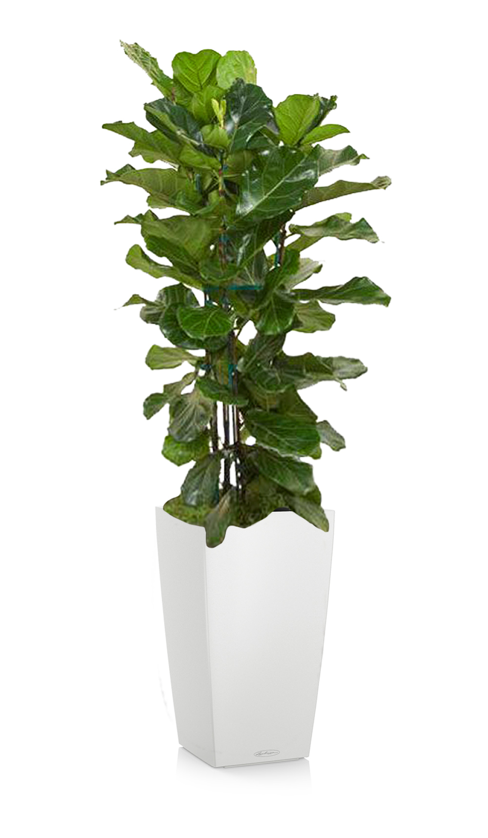 greenleaf_medhigh light_ficus lyrata column