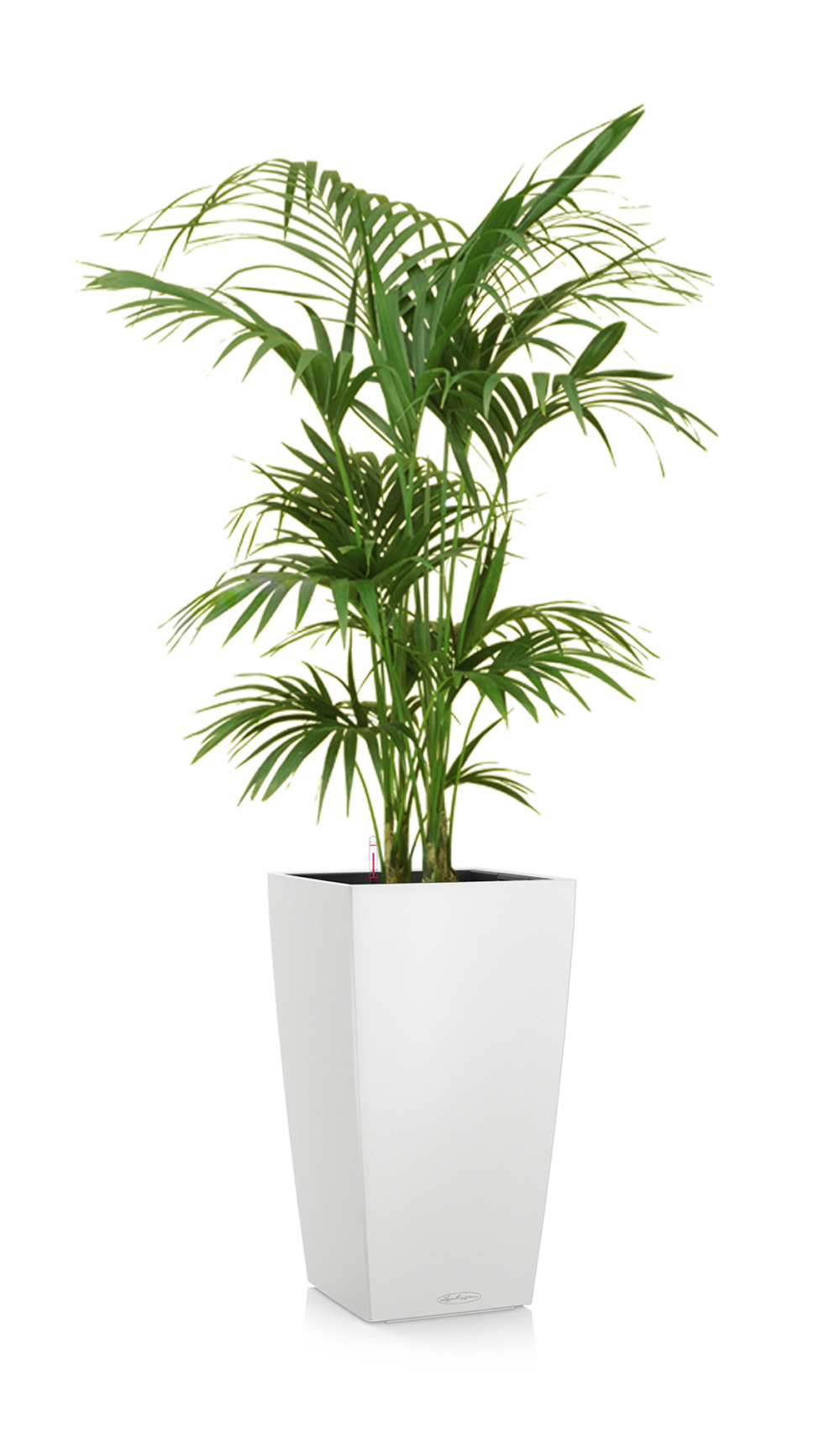 greenleaf_medhigh light_kentia palm