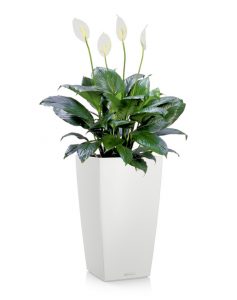 Peace Lily