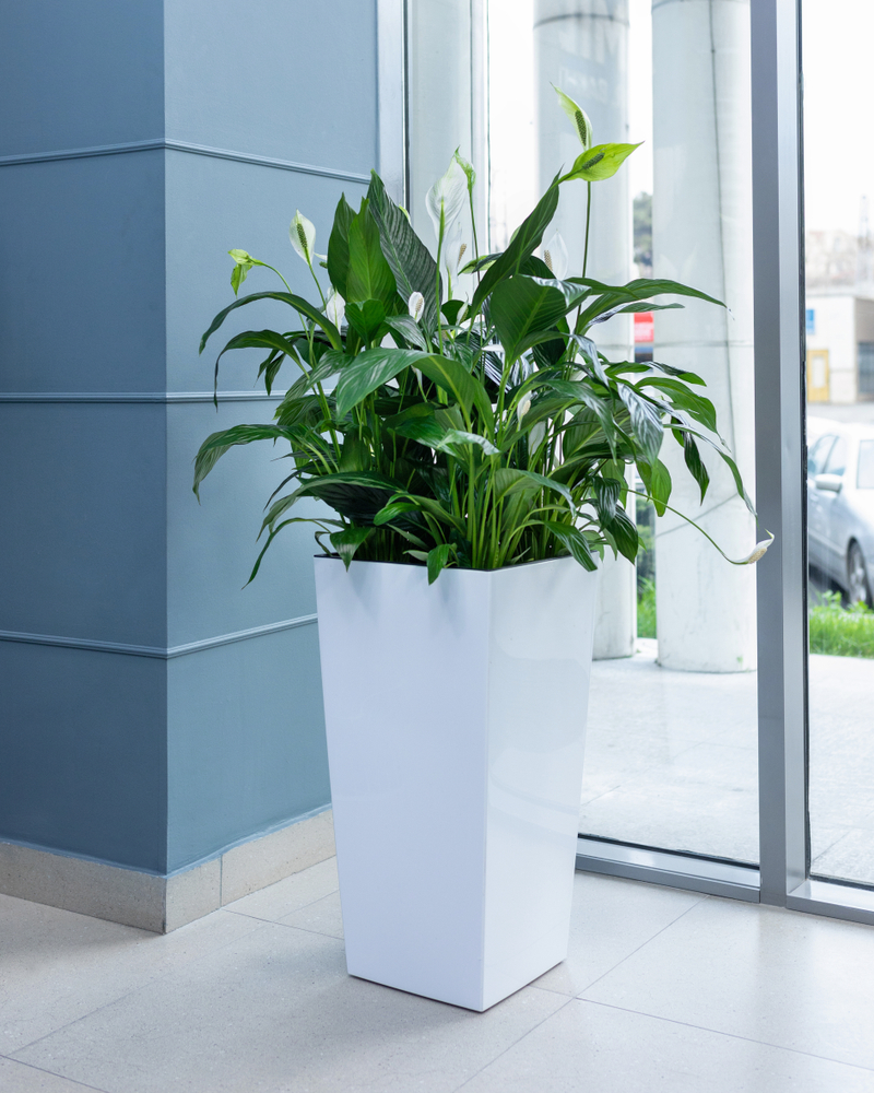 Pot of Peace Lilies