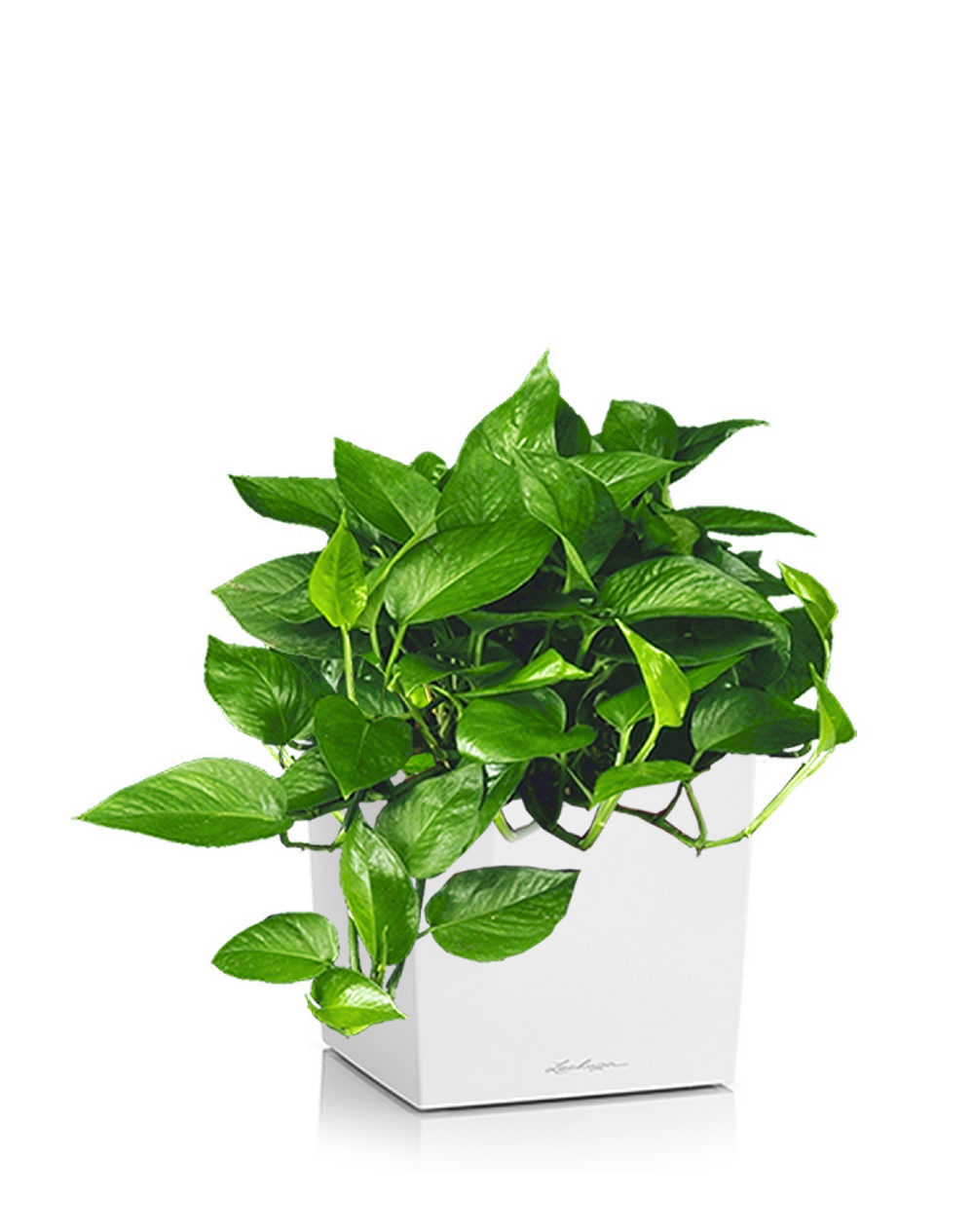 Pothos