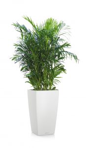 greenleaf_medhigh light_bamboo palm