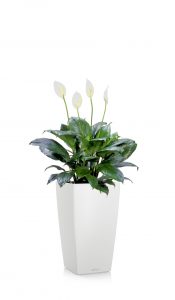 greenleaf_peace lily