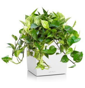 Pothos Marble