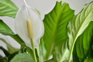 Peace Lily