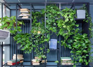 Best Low Maintenance Indoor Plants for your Commercial Space