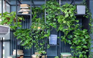 Best Low Maintenance Indoor Plants for your Commercial Space