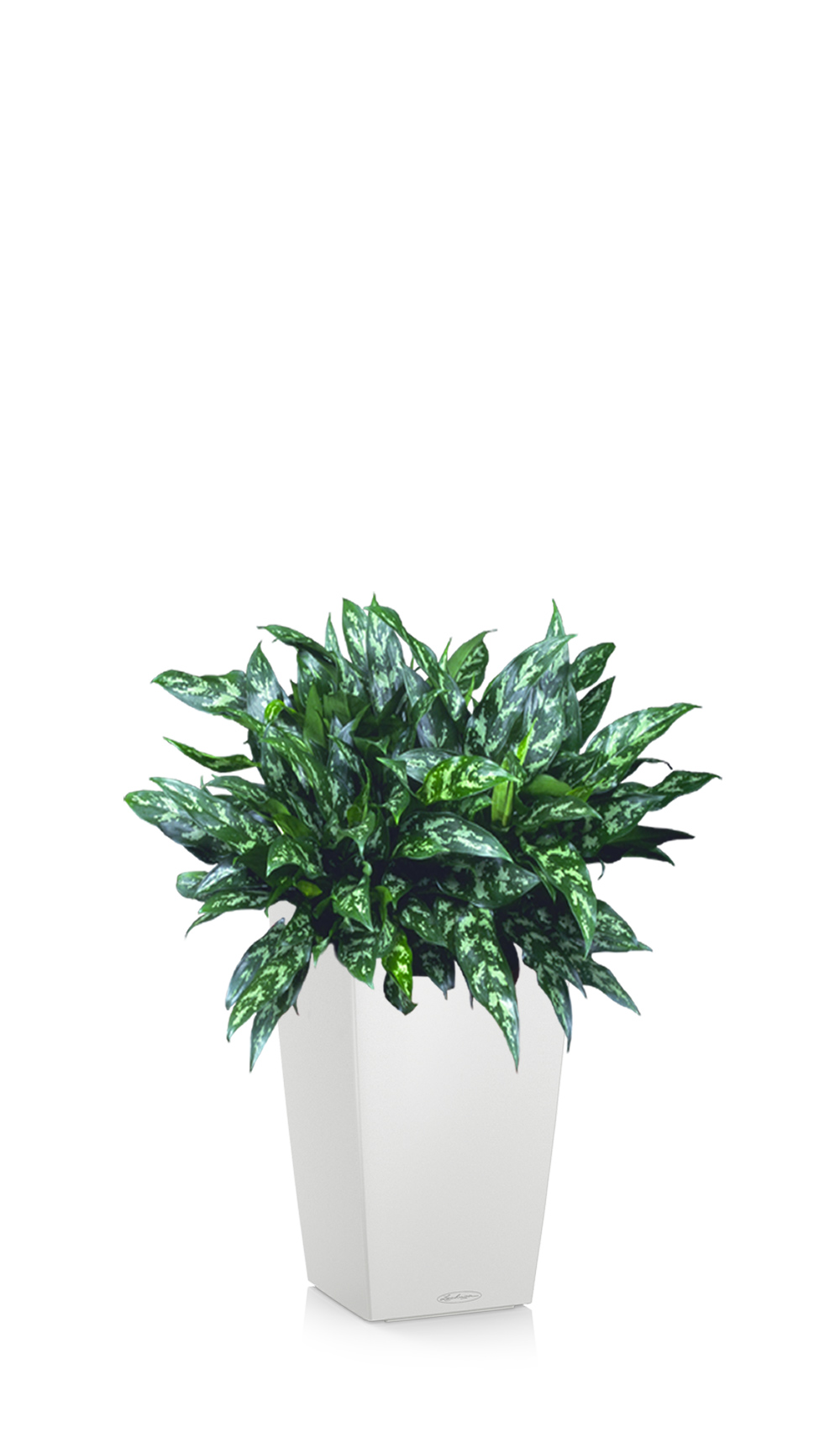 greenleaf_low light_aglaonema